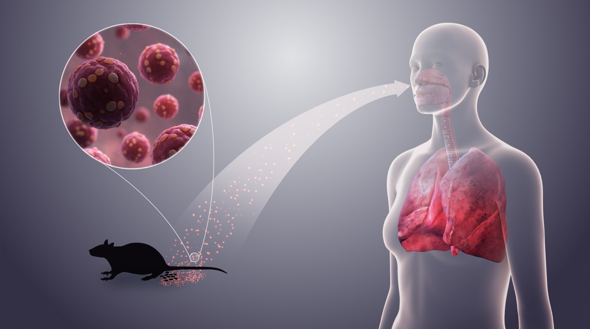 HANTAVIRUS OUTBREAK RAISES QUESTIONS BUT POSES LOW PANDEMIC RISK